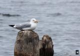 at rest on a piling