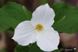 large-flowered trillium