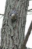 white breasted nuthatch