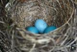 robins eggs