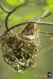 vireo nest at eye level