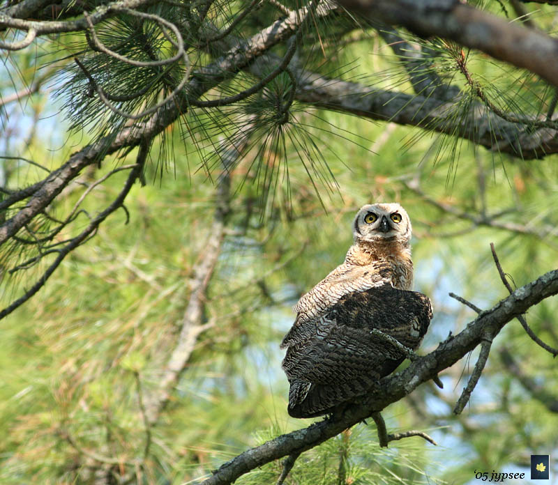 great horned owl juvenile