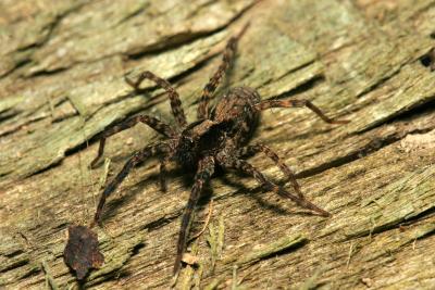 Spider