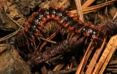 Centipede