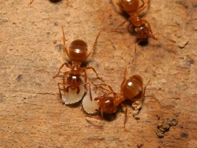 Ants