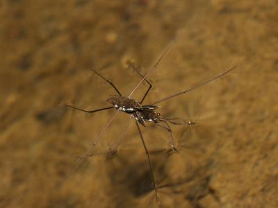 Water striders