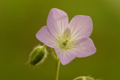 unknown flower
