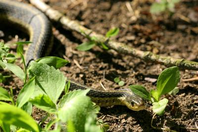 Garter snake