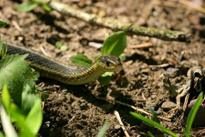 Garter snake