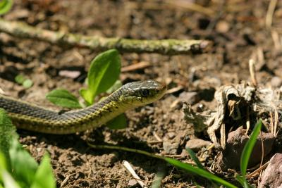 Garter snake