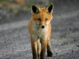 Fox cub