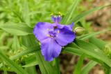 Spiderwort