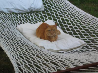 hammock solo.JPG