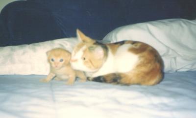 hobbes with kitten.JPG