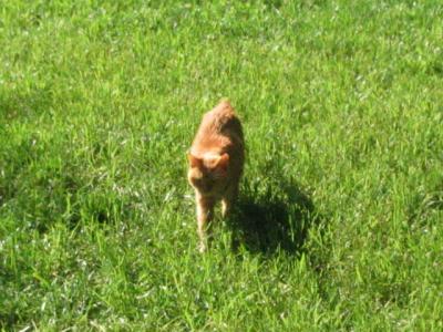 last days a walk in the grass.JPG