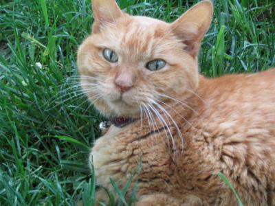 last days close up in grass.JPG