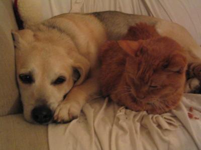 last days good buddy cuddle.JPG