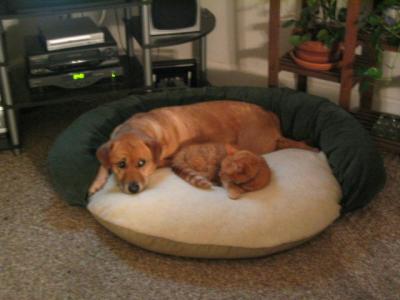 sierra and uno.JPG