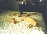 7 cats sleeping.JPG