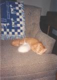 uno with 2 kittens.JPG