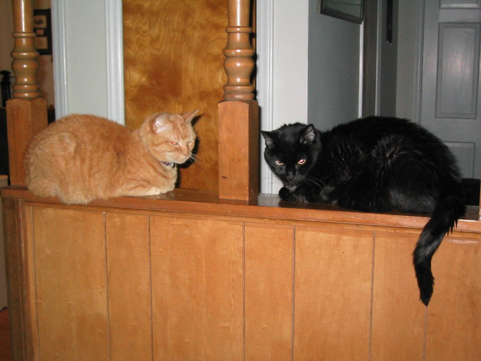 halloween kitties.JPG