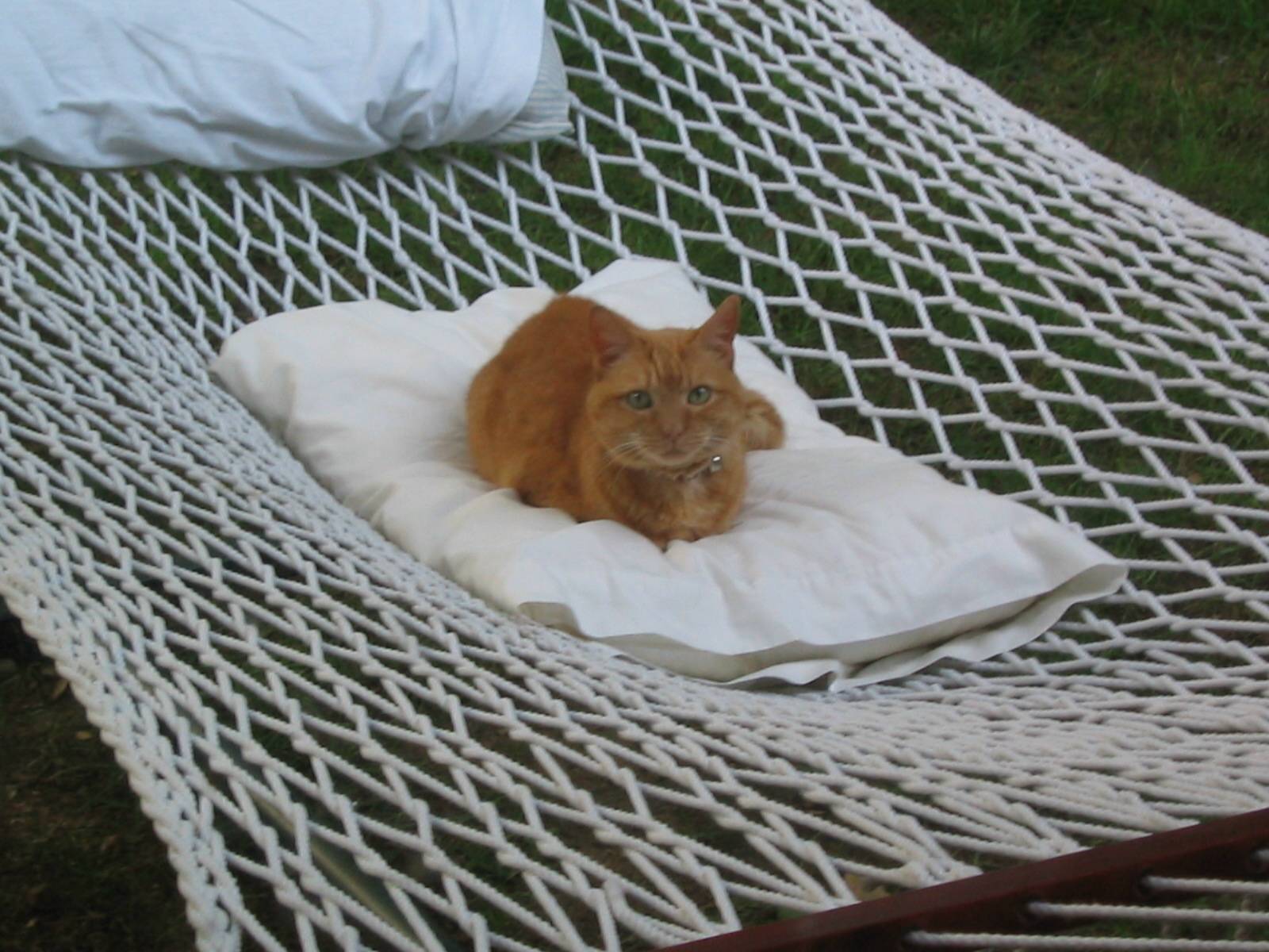hammock solo.JPG