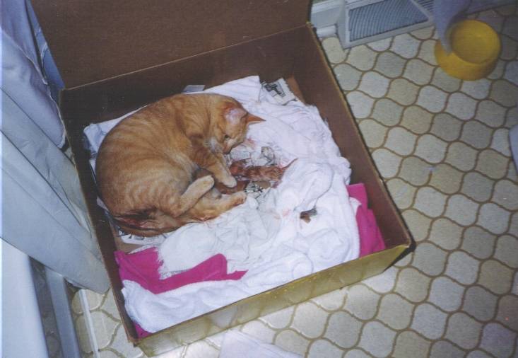 unos first litter.JPG