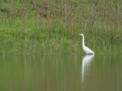 Great White Egret