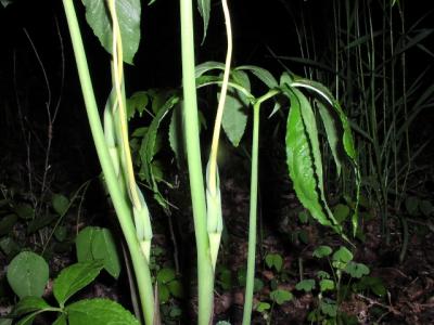 Arisaema dracontium