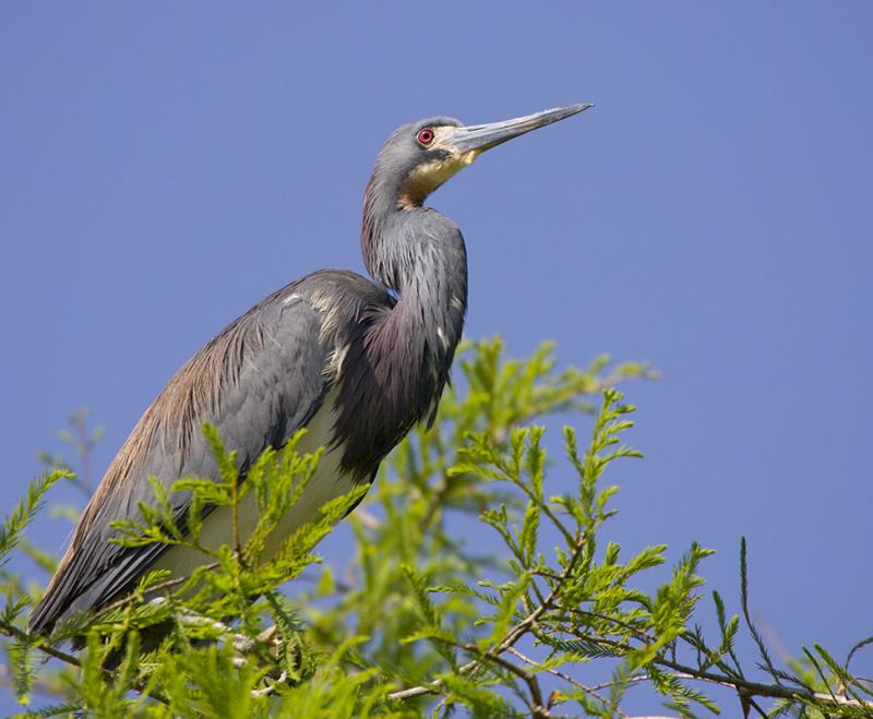 Tricolored Heron