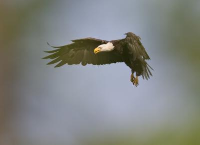 Eagle Through the Tree