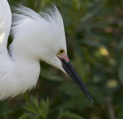 Egrets