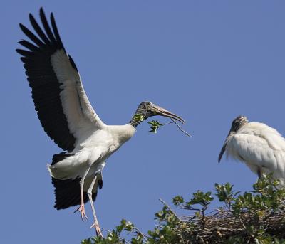 Wood Storks