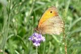 Small Heath