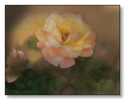 porcelain rose.jpg
