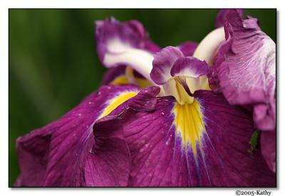 Deep Purple Iris.jpg