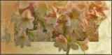 Amaryllis.jpg