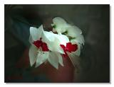 Bleeding Heart.jpg