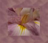 Closeup Oriental Iris.jpg