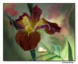 Copper Iris.jpg