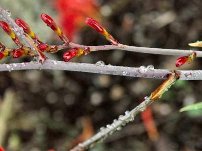 040720 Rain Droplets