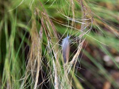 040721 Feather In Feather Grass