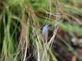 040721 Feather In Feather Grass