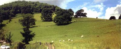 sheep on Ullswater knoll