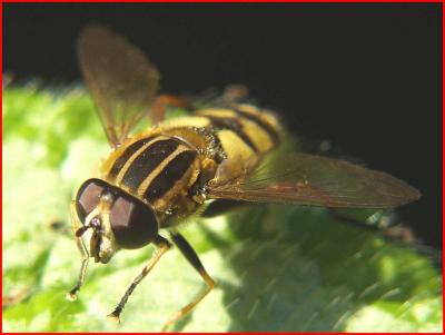 Soldier fly.