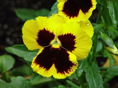 pansy9394.jpg