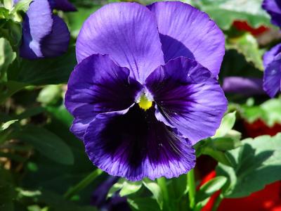 pansy9475.jpg