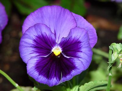 pansy9499.jpg