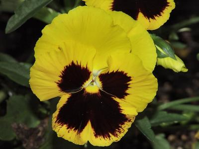 pansy9538.jpg