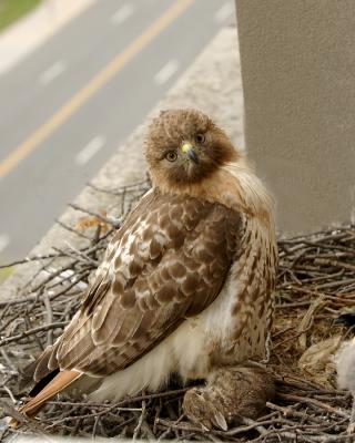 Nesting Redtail